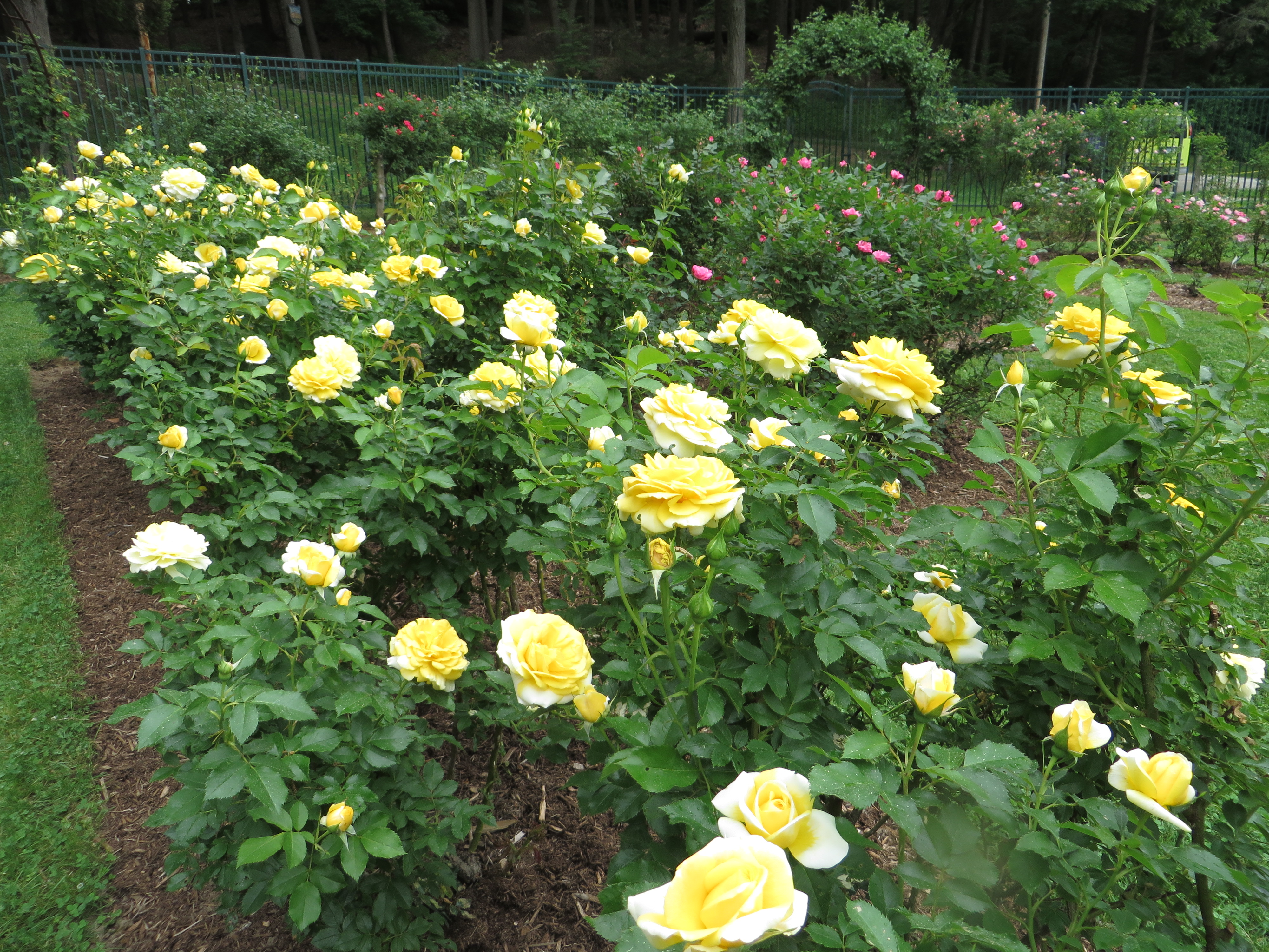 Started to bloom the first week of June 2014